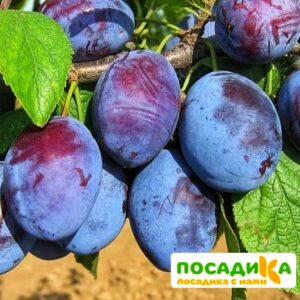 Слива Чачакская ранняя купить по цене от 229.00р. в интернет-магазине «Посадика» с доставкой почтой в в Владикавказе и по всей России – [изображение №1].