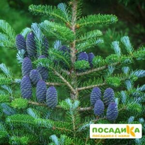 Пихта корейская (Abies koreana) купить по цене от 450.00р. в интернет-магазине «Посадика» с доставкой почтой в в Владикавказе и по всей России – [изображение №1].