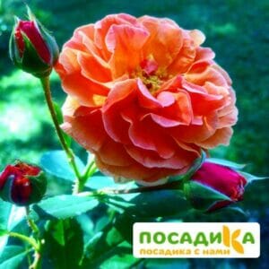 Роза Арабия купить по цене от 350.00р. в интернет-магазине «Посадика» с доставкой почтой в в Владикавказе и по всей России – [изображение №1].