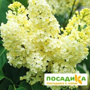 Сирень Примроуз (Primrose) купить по цене от 529.00р. в интернет-магазине «Посадика» с доставкой почтой в в Владикавказе и по всей России – [изображение №1].