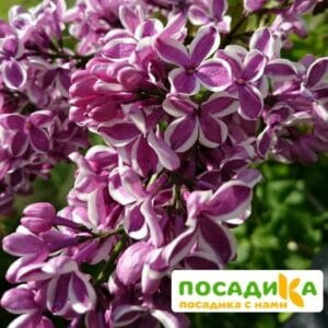 Сирень Сенсация купить по цене от 529.00р. в интернет-магазине «Посадика» с доставкой почтой в в Владикавказе и по всей России – [изображение №1].