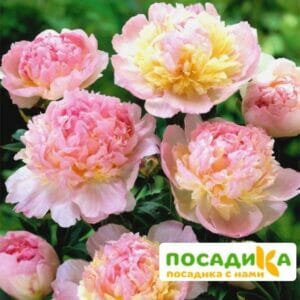 Пион Распберри Сандей (Paeonia Raspberry Sundae) купить по цене от 959р. в интернет-магазине «Посадика» с доставкой почтой в в Владикавказе и по всей России – [изображение №1].