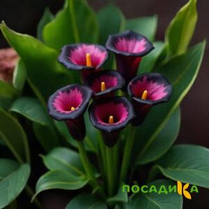 Калла Аура Лейс купить по цене от 400р. в интернет-магазине «Посадика» с доставкой почтой в в Владикавказе и по всей России – [изображение №1].