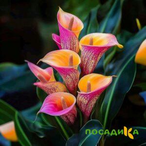 Калла Оникс купить по цене от 450р. в интернет-магазине «Посадика» с доставкой почтой в в Владикавказе и по всей России – [изображение №1].