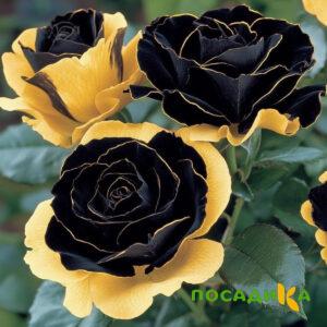 Роза Ханни Сикл купить по цене от 700р. в интернет-магазине «Посадика» с доставкой почтой в в Владикавказе и по всей России – [изображение №1].