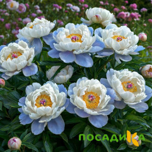 Пион акварельный Этюд купить по цене от 806р. в интернет-магазине «Посадика» с доставкой почтой в в Владикавказе и по всей России – [изображение №1].