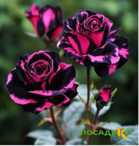 Роза Багровый Шепот купить по цене от 366р. в интернет-магазине «Посадика» с доставкой почтой в в Владикавказе и по всей России – [изображение №1].