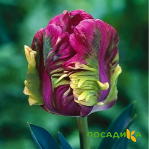 Тюльпан Экзотик Хэвен купить по цене от 186р. в интернет-магазине «Посадика» с доставкой почтой в в Владикавказе и по всей России – [изображение №1].